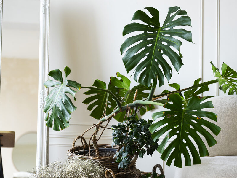 Mature indoor olive tree